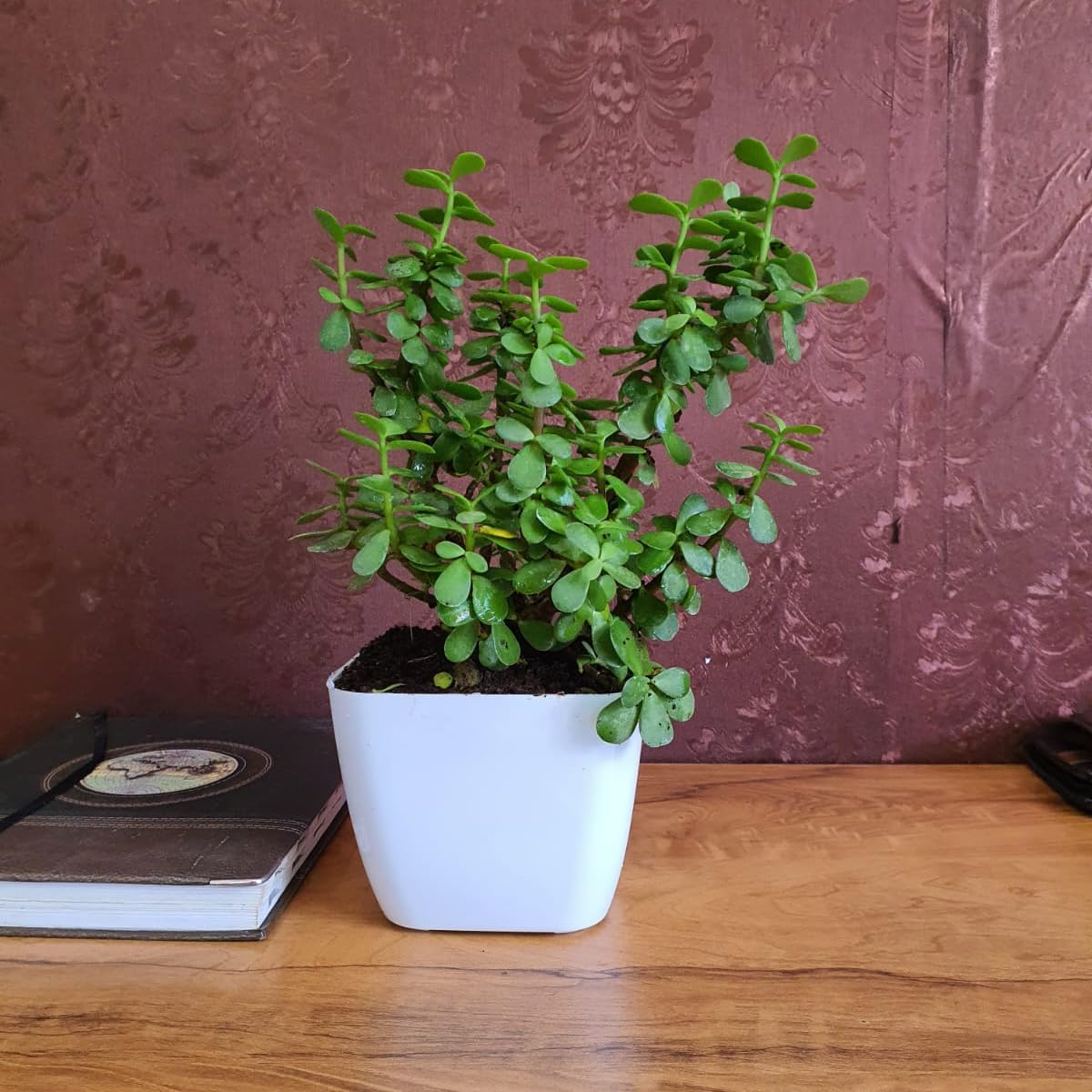 See full amazon price history chart for Jade Plant: Beauty in a Pot: Bring Home Lush Jade Plant from Wynorg – Perfect for Green Ambiance and Positive Vibes! Jade Plant: Beauty in a Pot: Bring Home Lush Jade Plant from Wynorg – Perfect for Green Ambiance and Positive Vibes! (B0CKDRX341) Amazon Price History, Amazon Price Tracker