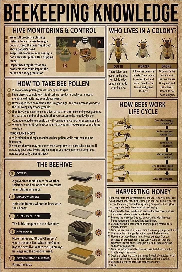rayprint Beekeeping Knowledge Infographics Frameless Posters How To Take Bee Canvas Painting Prints Wall Art Decor For Popular Science School Library Cafe Bar Home 8x12inch