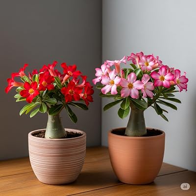 Live Adenium Desert Rose Bonsai Plants, Set of 2, Multicolour, Indoor Outdoor Planting Without Pot Z_1