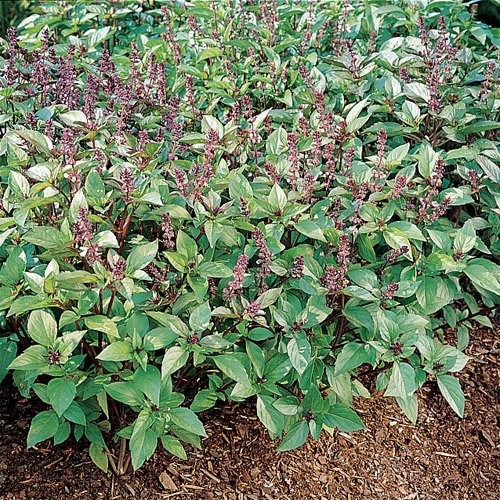 0.3g (approx. 40) cinnamon basil seeds OCIMUM BASILICUM var. CINNAMON spice and medicinal herb, Good for planters