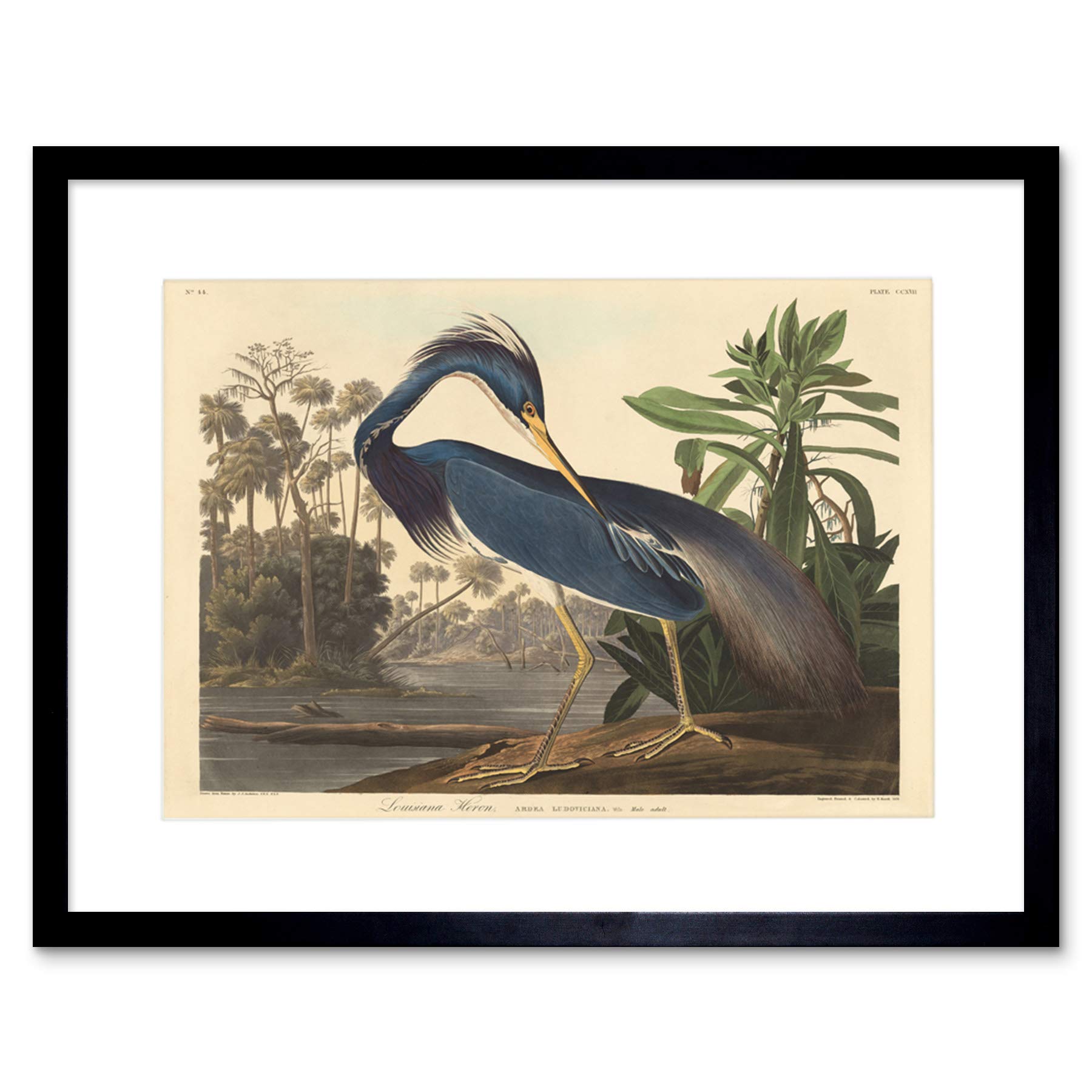 Wee Blue Coo Painting Bird Audubon Louisiana Heron Framed Wall Art Print