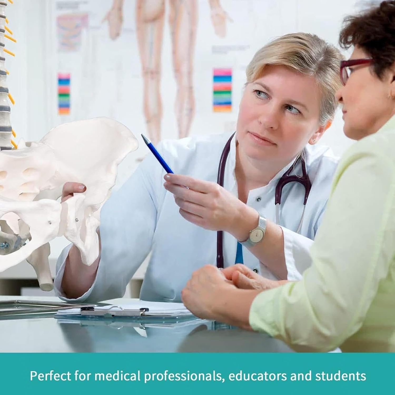 Male Pelvic Skeleton Model, Life-Size Male Pelvic Model, Hip Model Male Anatomy Model, Anatomical Medical Model for Scientific Education, Study Anatomical Features