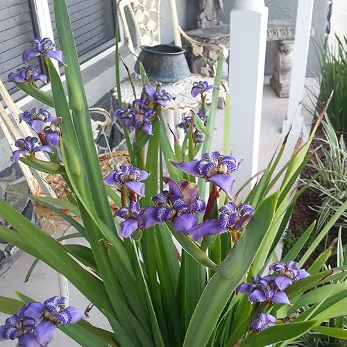 Miniatura 4 de 4 plantas de iris que caminan vivas, flores de iris púrpura que plantan jardín perenne para interiores y exteriores