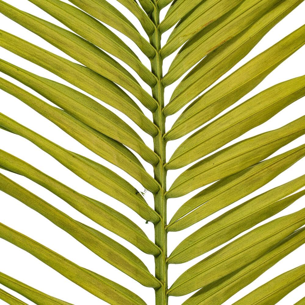 Vickerman 44" Basil Round Tip Palm Leaf, 6 per Bag.