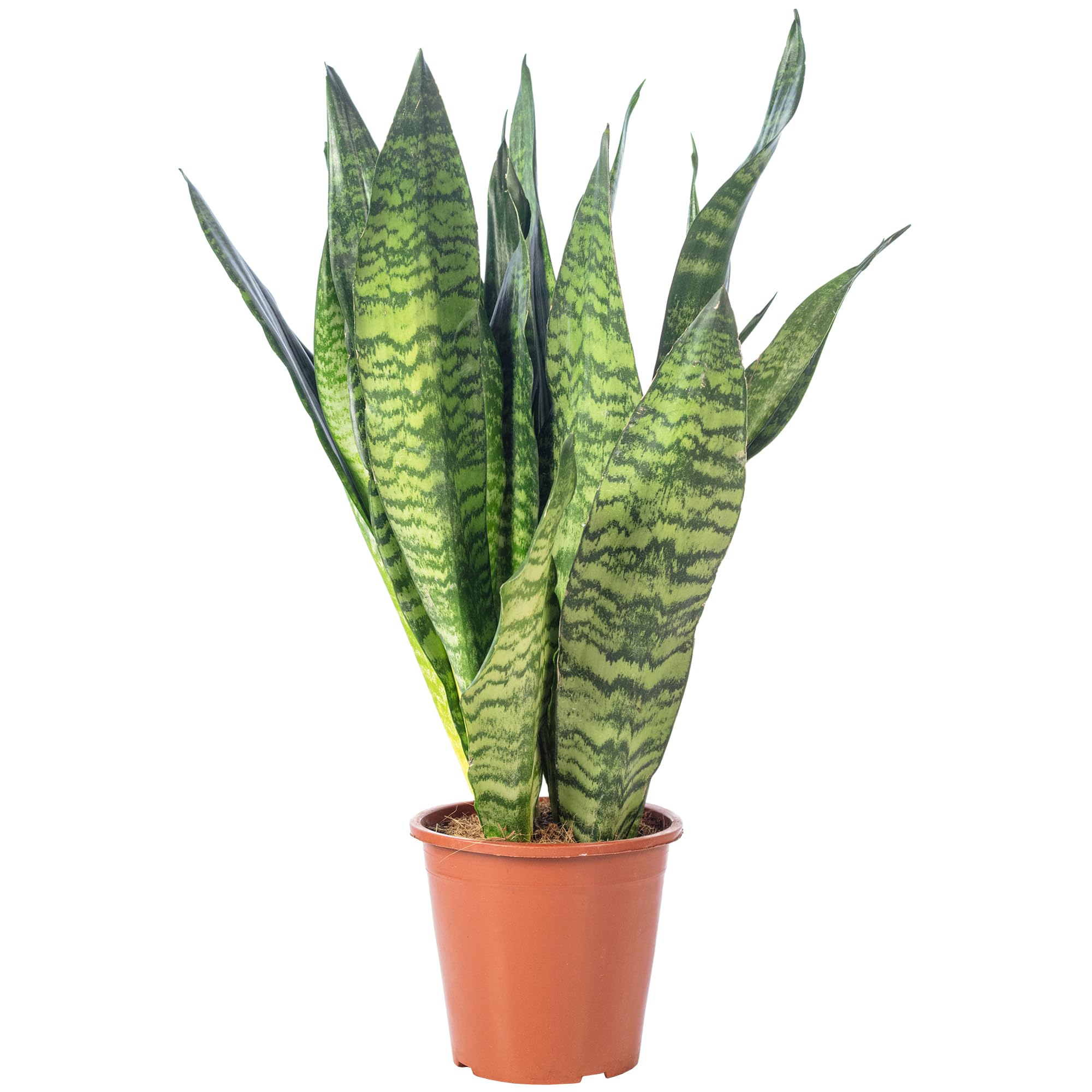 Sansevieria zeylanica Chancelière Hauteur env. 65 cm Diamètre du pot 17 cm