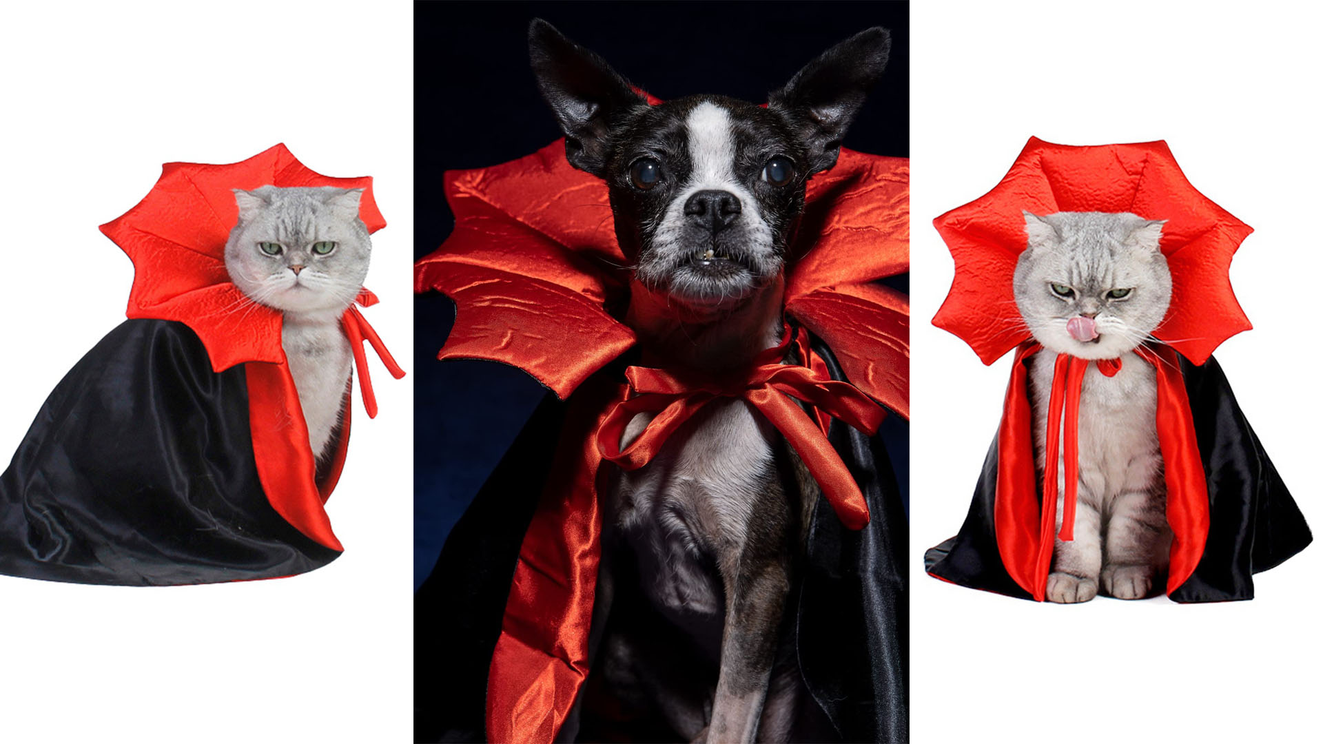 Disfraz De Vampiro Para Perros Y Gatos - Capa Y Sombrero De Halloween Para Mascotas