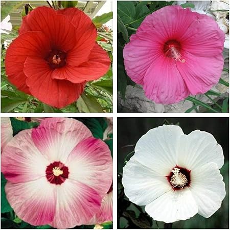Amazon Com 25 Seeds Mixed Luna Hibiscus Moscheutos Hardy Red Hot Pink Swirl White Flower Lky Garden Outdoor
