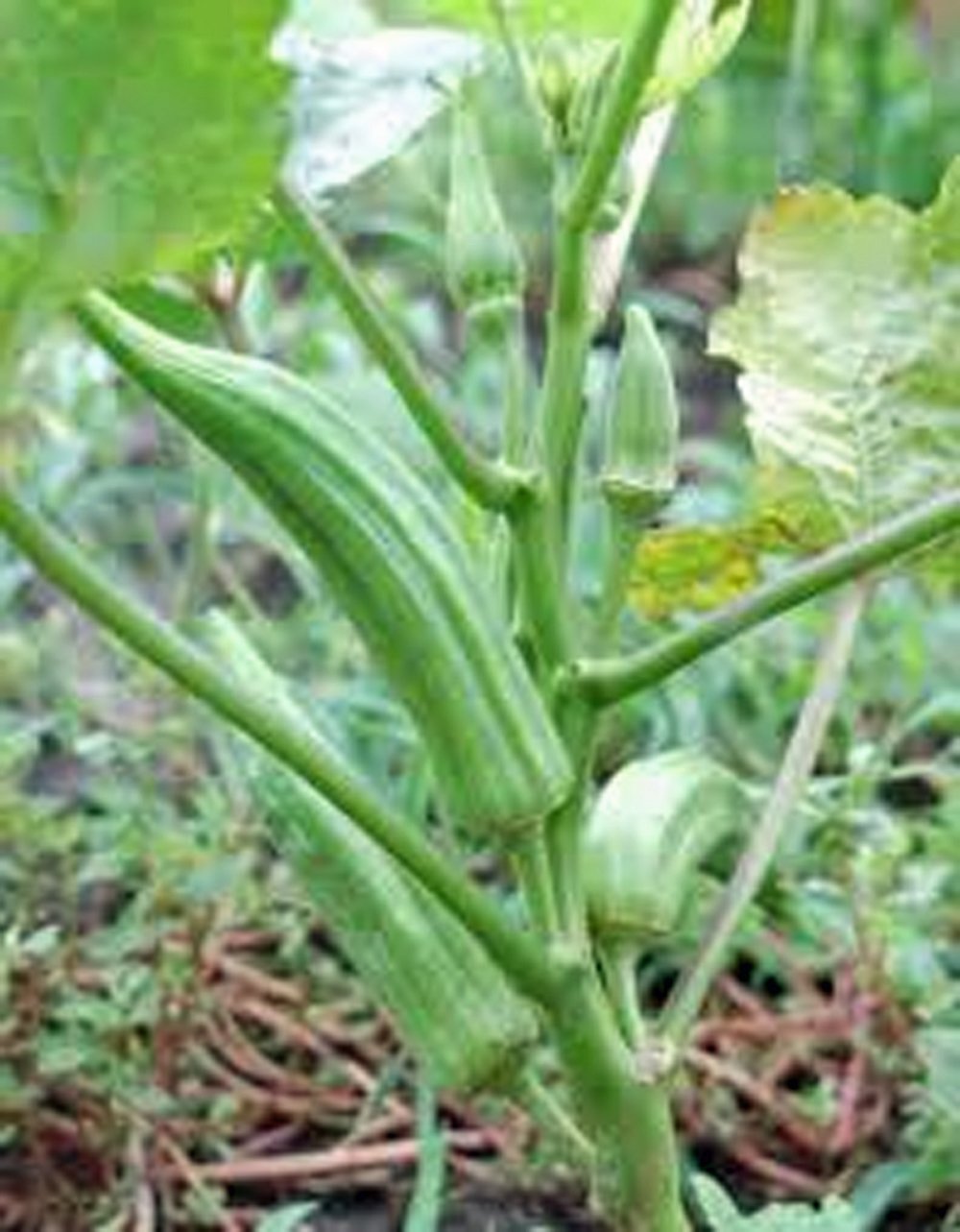 Okra Seed, Perkins Long Pod, Heirloom, Non GMO, 50+ Seeds, Okra Seeds
