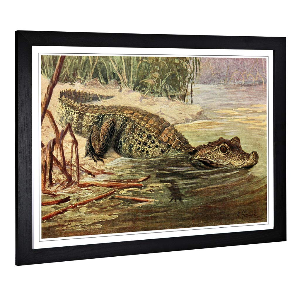 Big Box Art Framed Print of Vintage Heubach. Walter Crocodile Design | Wall Art Picture | Home Decor for Kitchen, Living Room, Bedroom, Hallway, Black, A2 / 24.5x18 Inch / 62x45cm