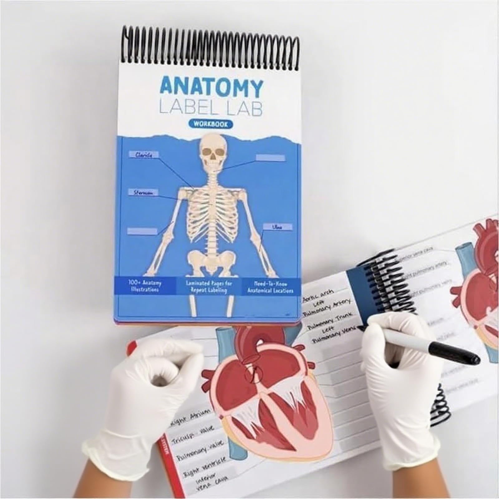 Anatomy Lab Workbook UOTO Anatomy Label Lab Workbook, Creative Human ...