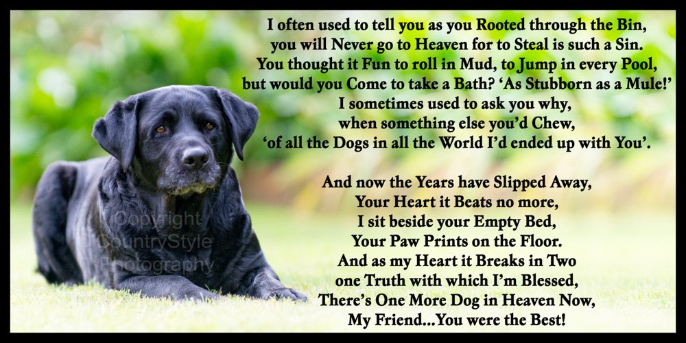 Black Labrador Dog Bereavement pet Loss Sympathy Memorial Flexible Fridge Magnet - One More Dog in Heaven