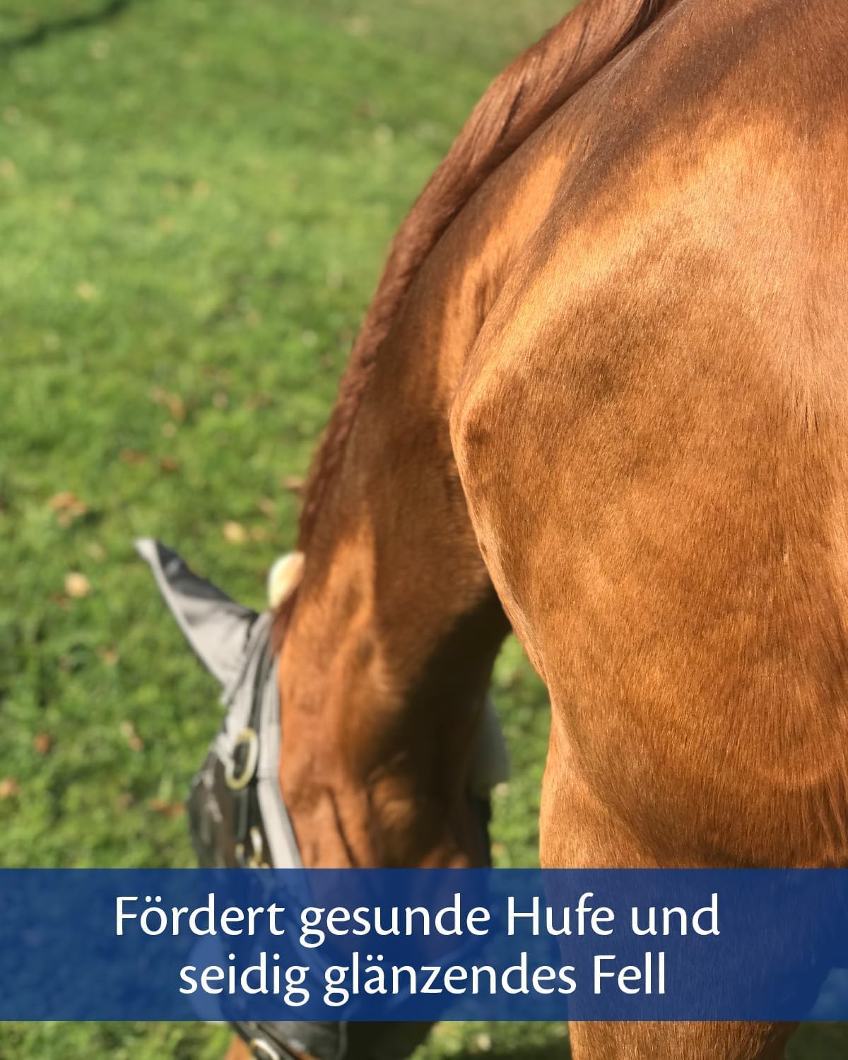 EQUISTRO® Kerabol Biotin| Ergänzungsfuttermittel für Pferde | Fördert ein gesundes Hufwachstum und Fellwachstum| Soforthilfe bei geschädigtem Hufhorn | 1.000g