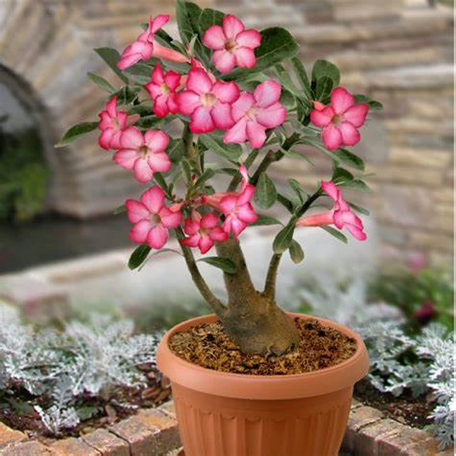 Desert Rose Plant Live, Plants/Rhizome/Ornamental/Resistant/Bedding/Desert Rose Bulbs, Desert Rose Strong Plan, Desert Rose Easy to Plant, Suitable, Gorgeous, Desert Rose Plant Bulbs,-2Bulbs-J