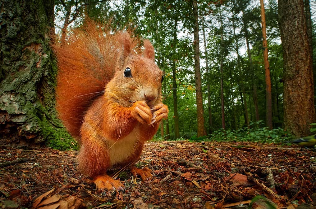 Amazon.co.jp: 【国内正規品】 LAOWA ラオワ 交換レンズ 33mm F0.95