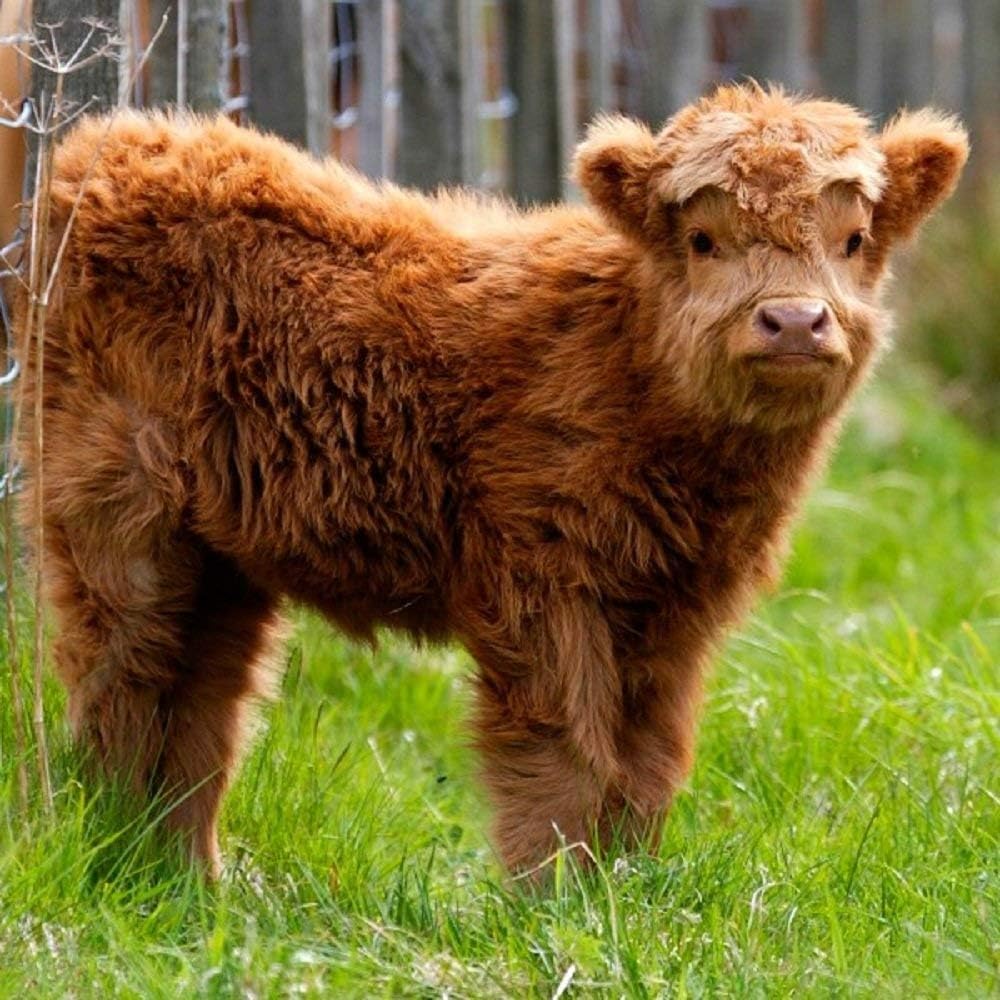 Highland calf greeting card with sound. Plays noise of mooing cow when opened. Great gift for farmer's, cattle and livestock lovers.