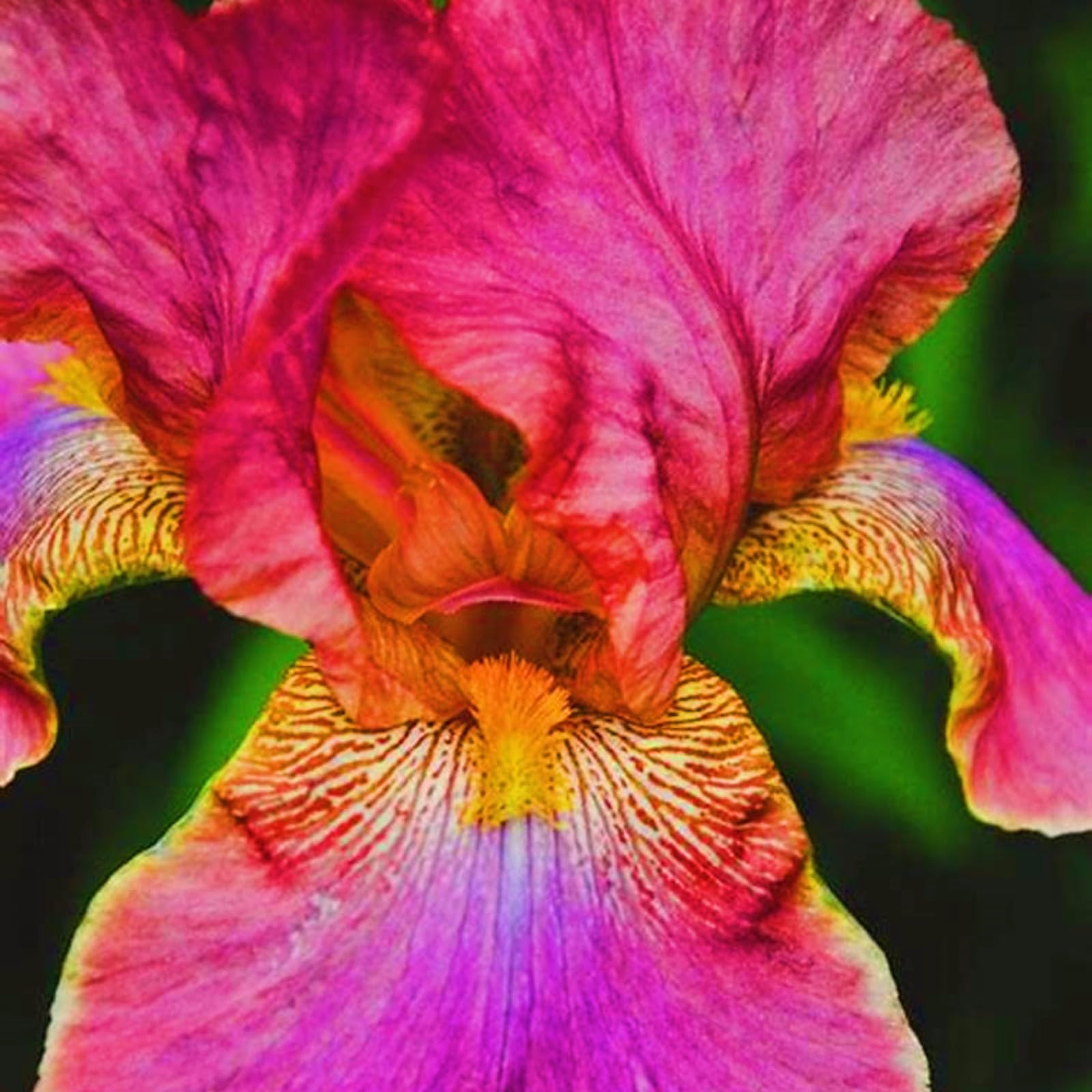 Iris Bulbs-Iris Bulbs for Planting Now UK,Wedding Flowers,Garden Flowers,Plant Bulbs,Hardy Perennial-15bulbs-e