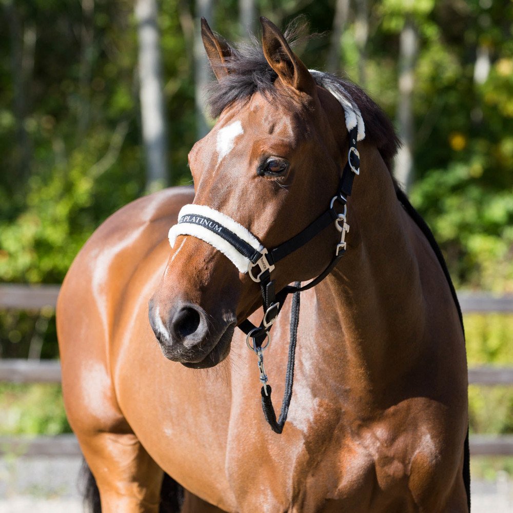 HORZE Pferde Halfter Howard aus Fleece, Halfter für Pferde und Pony, verstellbar, Schwarz, P