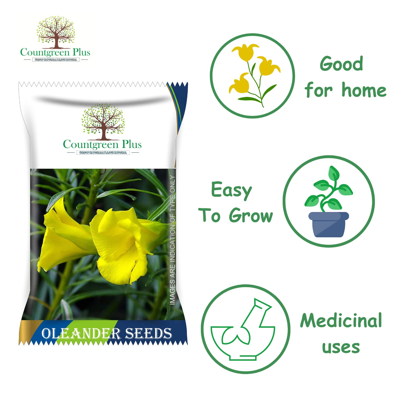 Yellow Oleander Seeds - Pack of 5 -2 Yellow Oleander Seeds - Pack of 5 -2