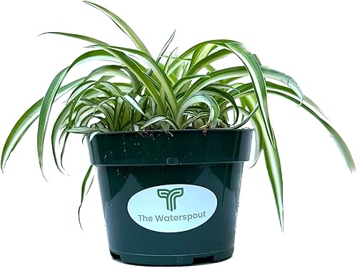 Miniatura 3 de The Waterspout  Colecciones de cactus y suculentas de 4" (Bonnie Curly Spider 'Chlorophytum comosum')