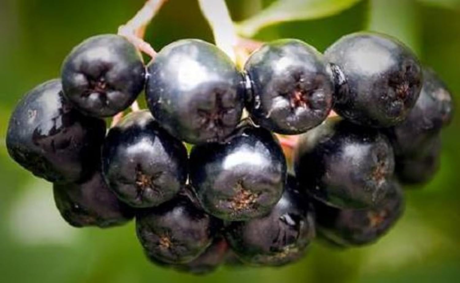 8-14" Tall Aronia melanocarpa Black Chokeberry bareroot Plant