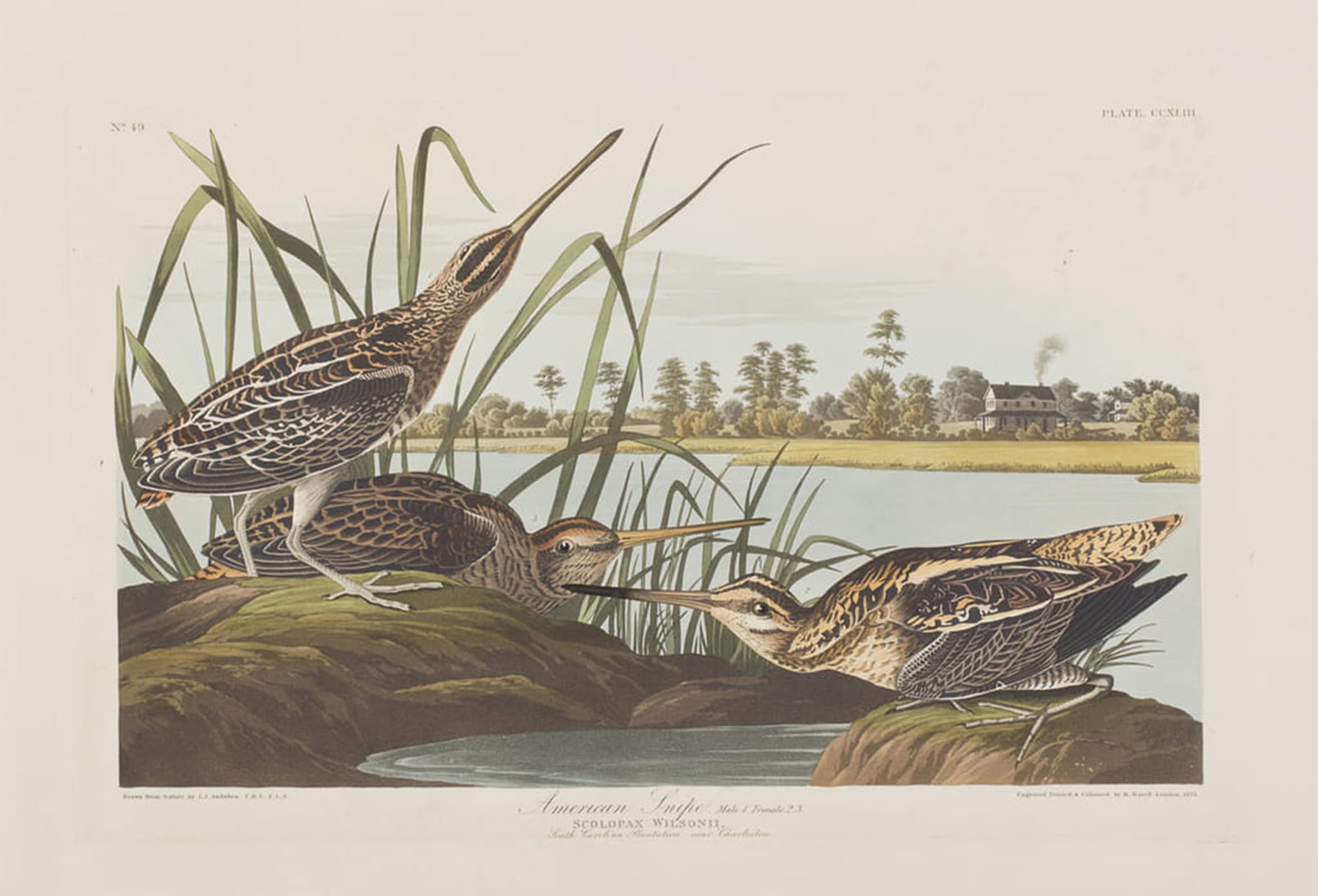 SERENDIPITP Aesthetic Poster Photo Wall Print Retro Picture Illustration From birds of America by John Jamess Audubon Modern Wall Artwork for Home Decor 60x90cm