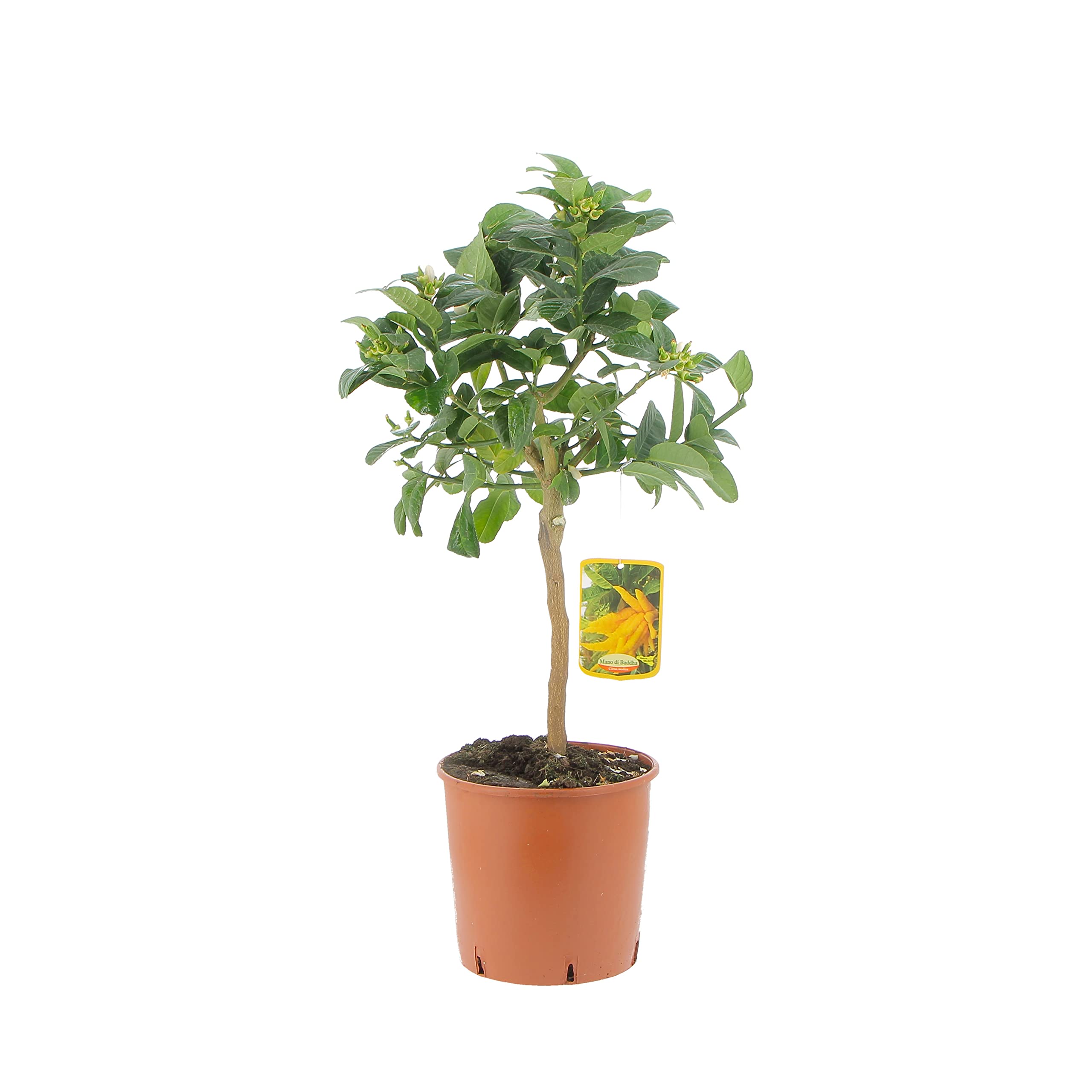 KENTIS - Mano de Buda de Cítricos - Plantas de Cítricos Auténticos - Árboles Frutales de Jardín - Plantas Frutales de Exterior - H 70-80 cm Maceta Ø 20 cm