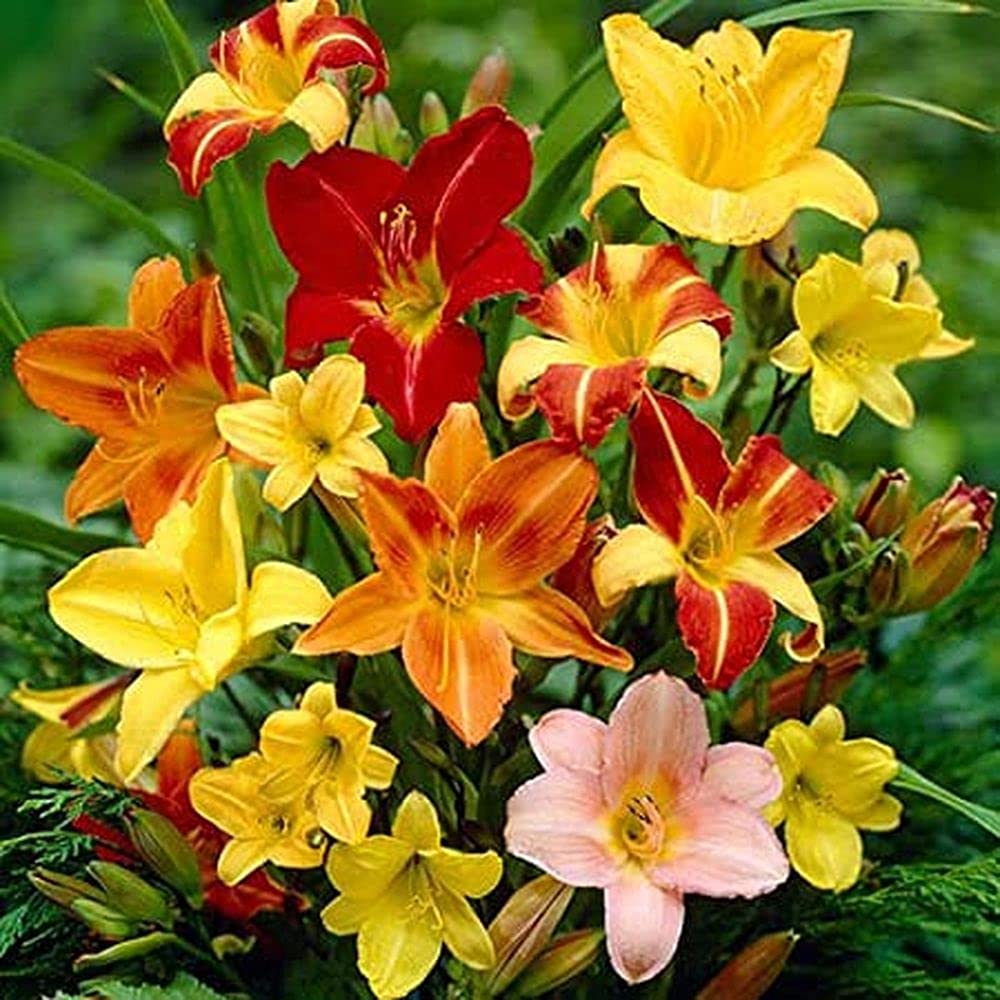 PLANTOGALLERY Flower Bulbs |Day Lily Mixed Color Flower Bulbs For Home Gardening (5 Bulbs Pack) (B09B2LXBDQ) Amazon Price History, Amazon Price Tracker