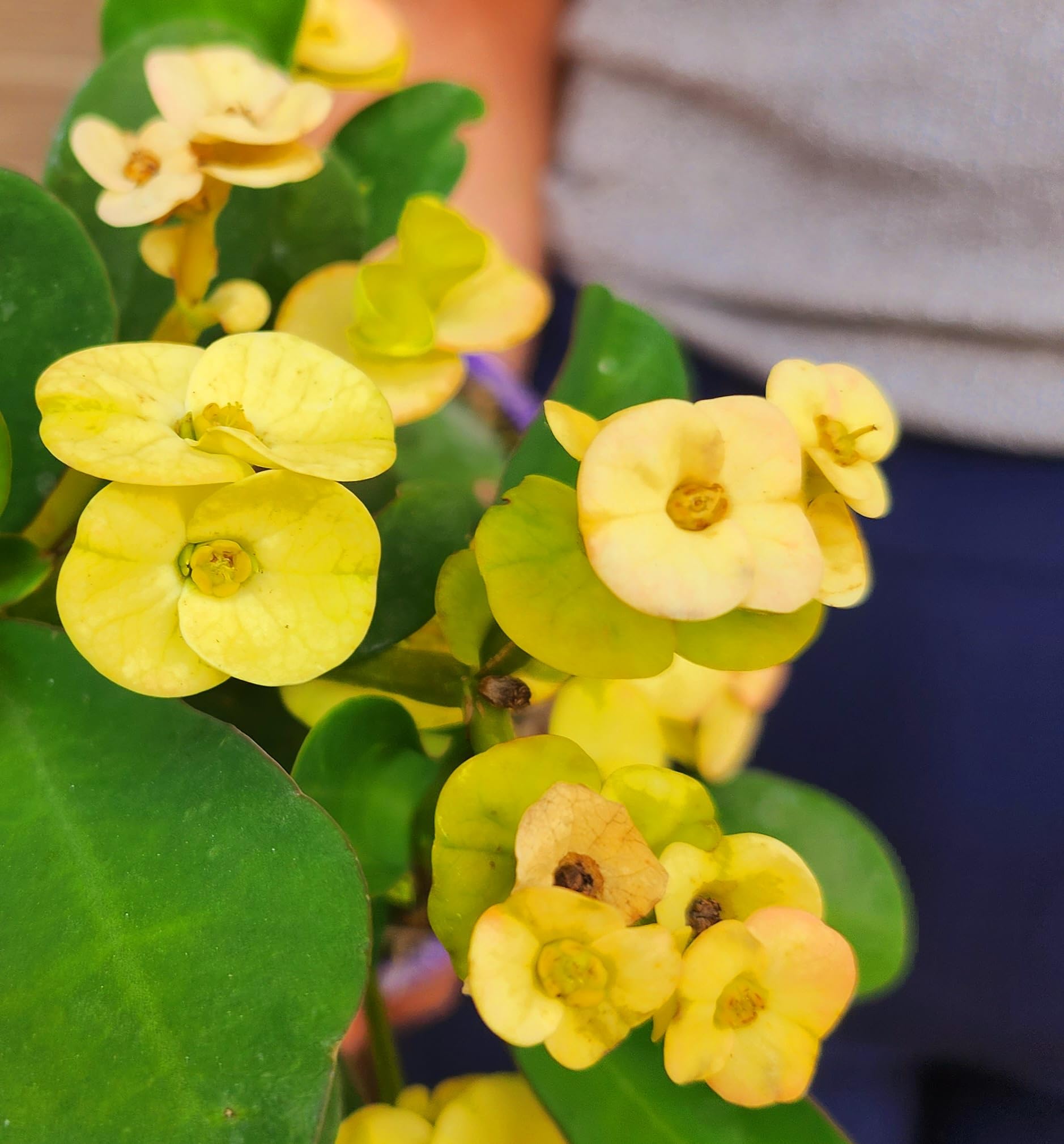 POWERS TO FLOWERS – Euphorbia Vulcana Bianca In Vaso Ceramica Nero A Righe – Set Di 3 Piante Vere Con Omaggio