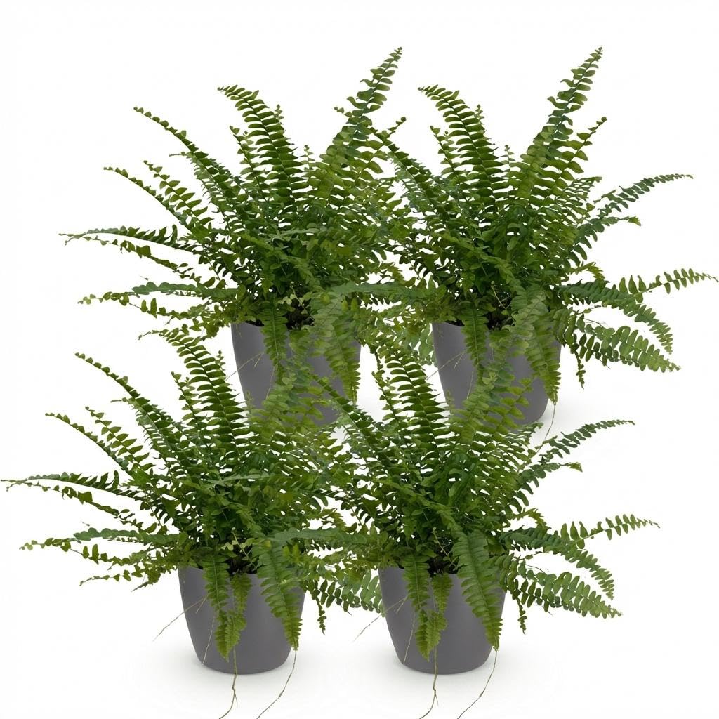 Nephrolepis Green Lady Farn 4er-Set – Ø12cm, 25cm – Zimmerpflanze