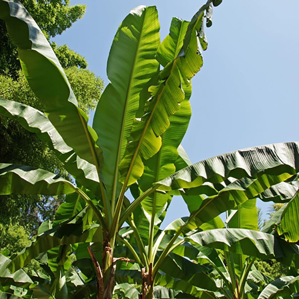 YouGarden Exotic Large Leaf Hardy Banana Plant, Musa basjoo, Suitable for UK Gardens, Established Plant in 9cm Pot, Approximately 30cm Tall, Outdoor Palm for Your Garden