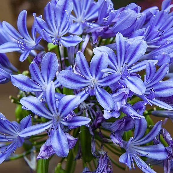 1 x Agapanthus Blue- Magical Blue Flowers - Summer Flowering - Great in Patio Pots- Ready for Planting Now