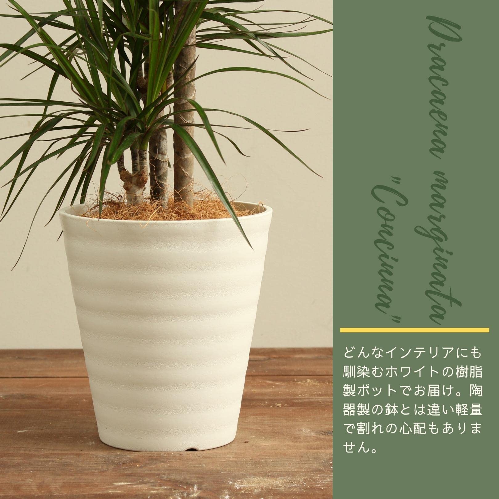 Amazon｜ドラセナコンシンネ 7号 受け皿付 【観葉植物 本物 真実の木