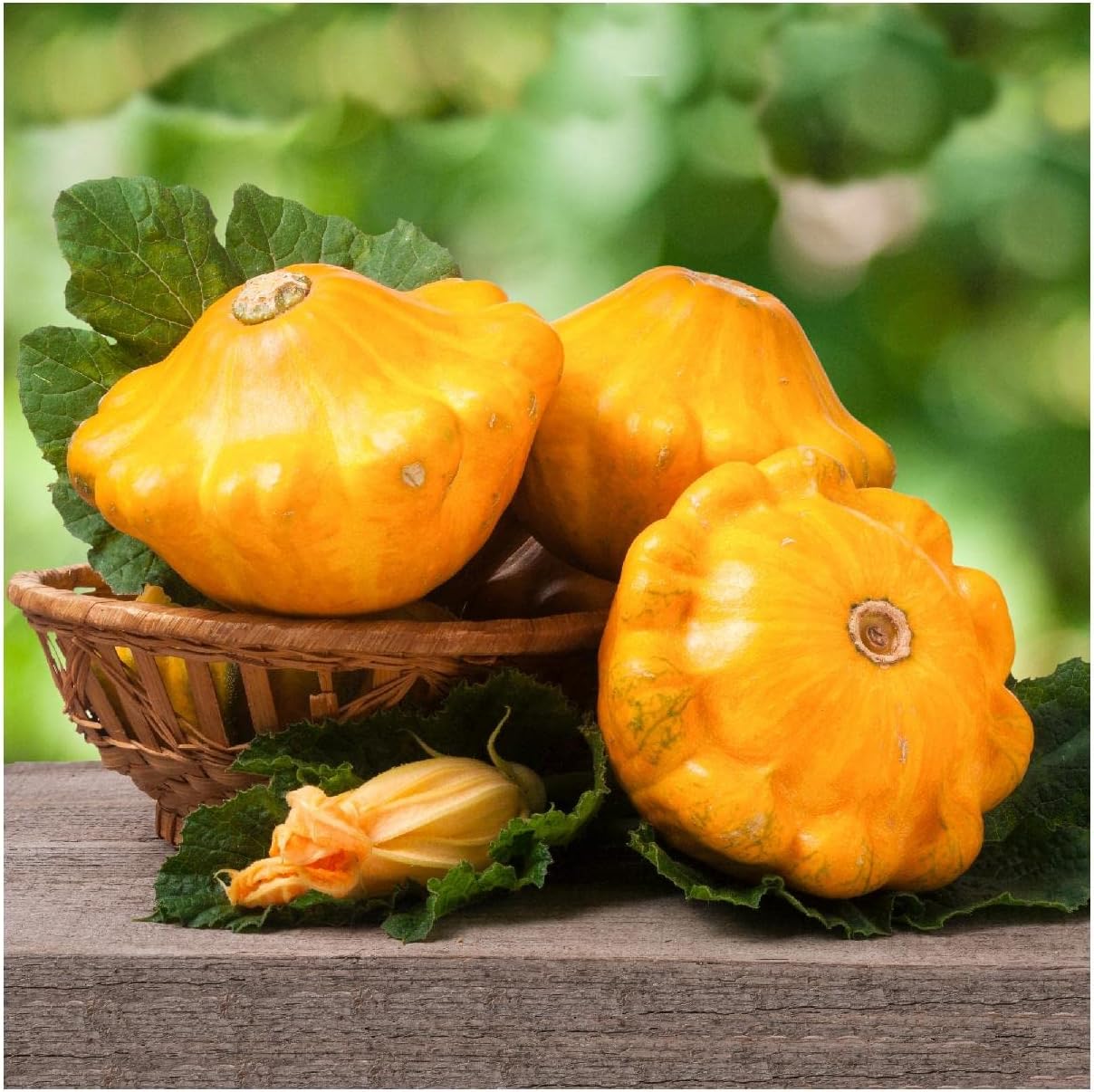 Everwilde Farms - 1/4 Lb Organic Scallop Yellow Bush Summer Squash Seeds - Gold Vault