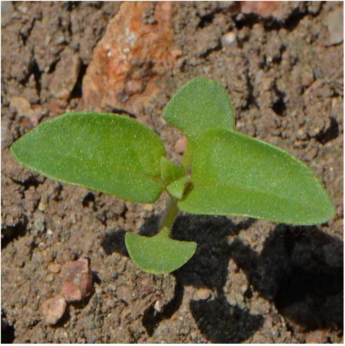 Everwilde Farms - 1 Lb Lemon Basil Herb Seeds - Gold Vault