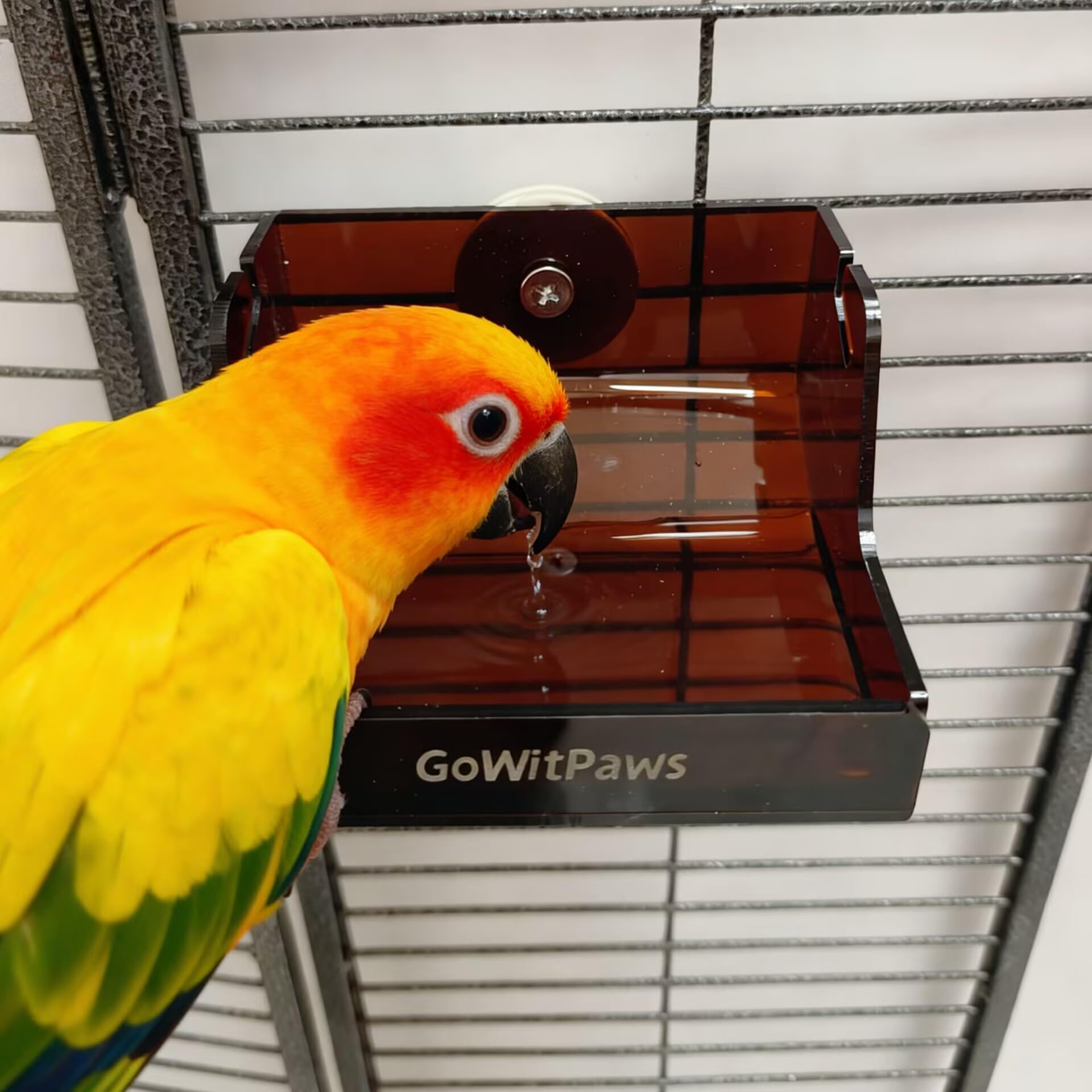GoWitPaws Rolling Treat Dispenser, Dual Wooden Roller Foraging Toy with Tea-Colored Acrylic Tray, Interactive Puzzle Feeder for Small and Medium Parrots - image 8