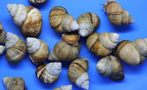 Miniatura 3 de (10) Paquete de caracoles trampilleros vivos para estanque de acuario o pecera
