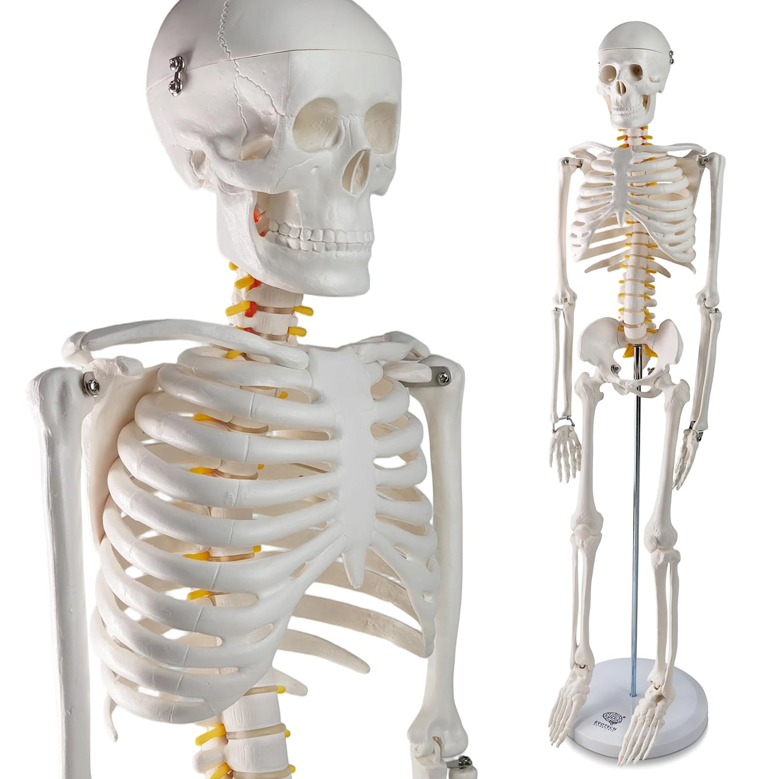 Modelos De Esqueletos Modelo De Esqueleto Humano Para Anatomía De 67  Pulgadas De Alto, Modelos De Esqueleto De Tamaño Completo Con 3 Carteles,  Cráneo, Columna Vertebral, Huesos, Mano Y Pie Articulados, Para, image size:1600x1600