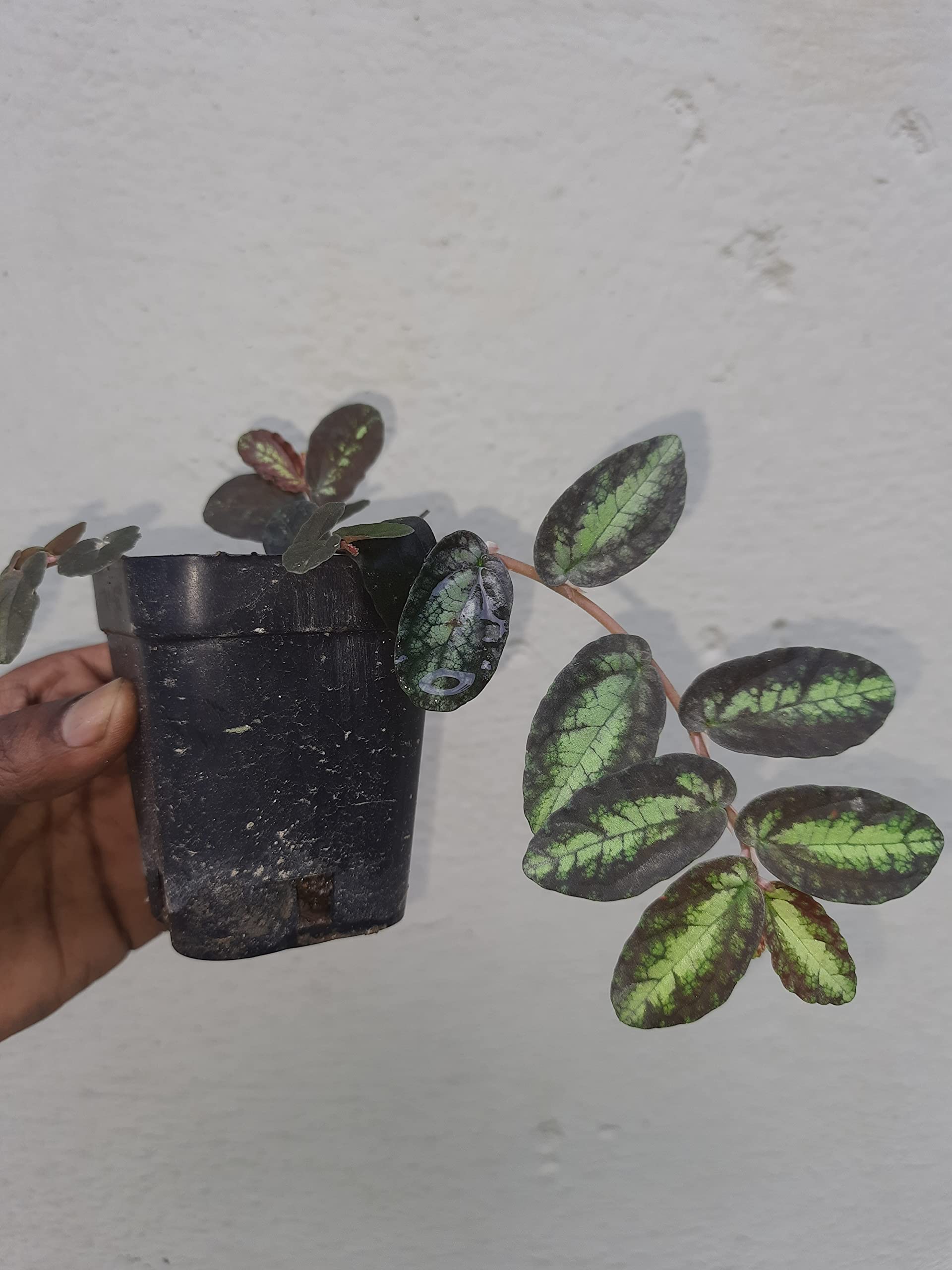 greEen Earth Watermelon Begonia Hanging Plant (Pellionia repens) Small Plant