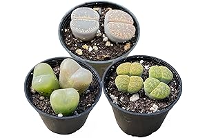 Sprout N Green Lithops Collection, 3 Live Succulent Stone Plant Fully Rooted...