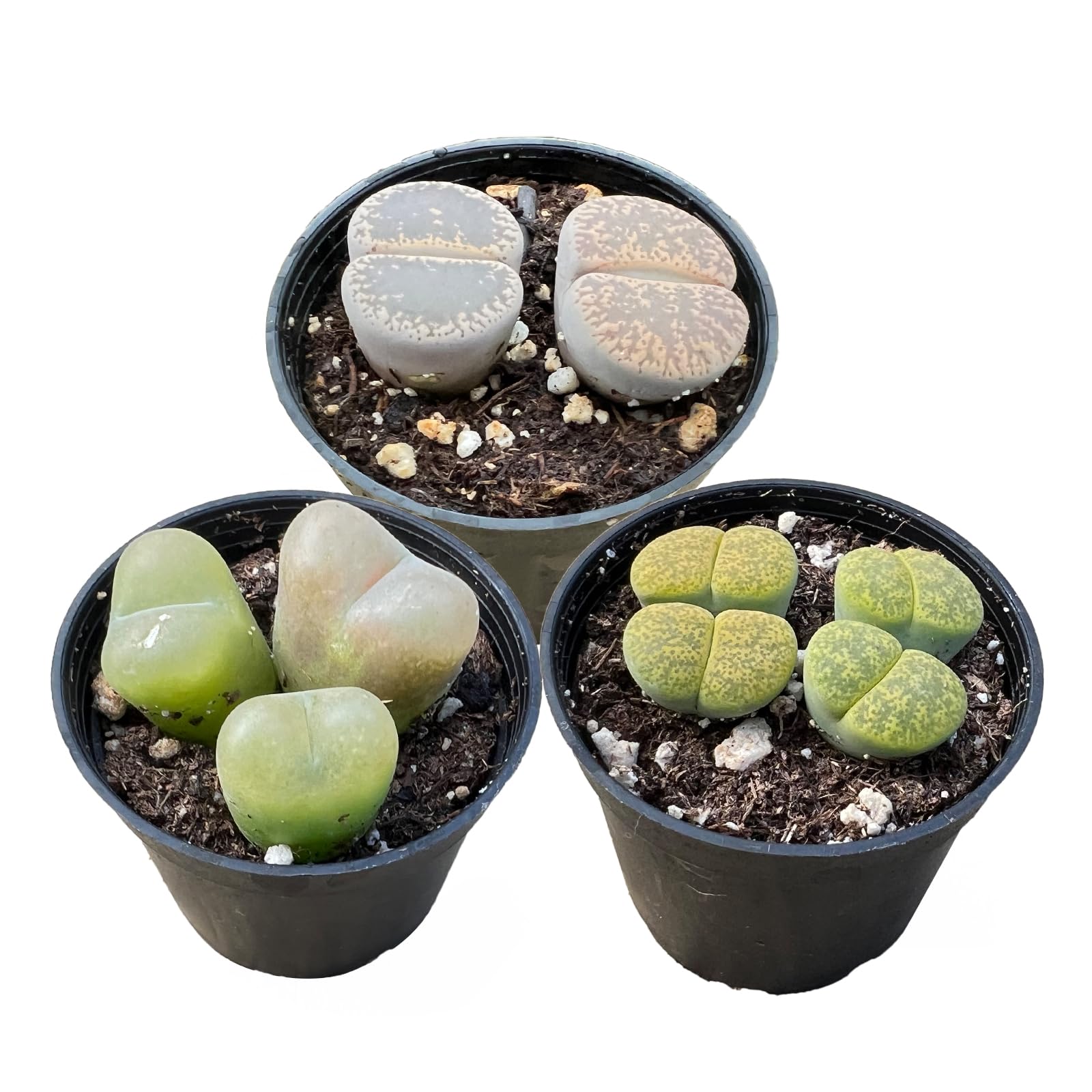 Sprout N Green 3 Pack Lithops