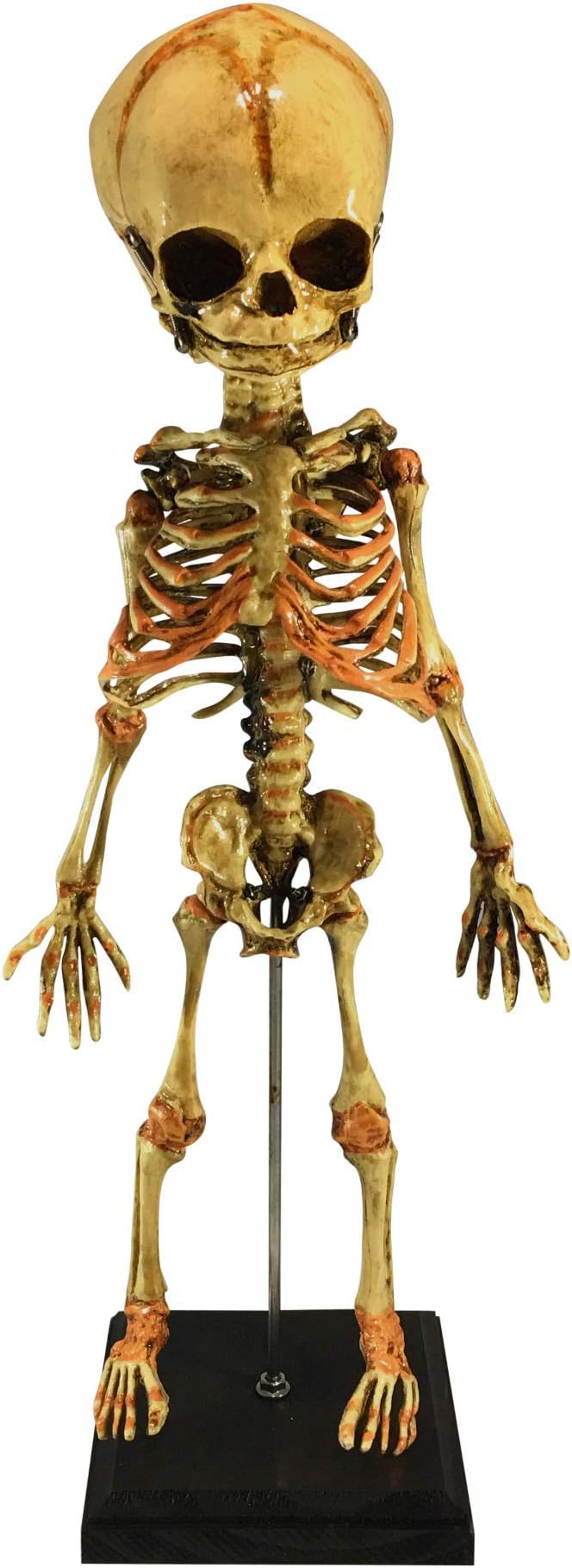 Vintage Baby Fetal Skeleton Fetus Specimen Oddity Display