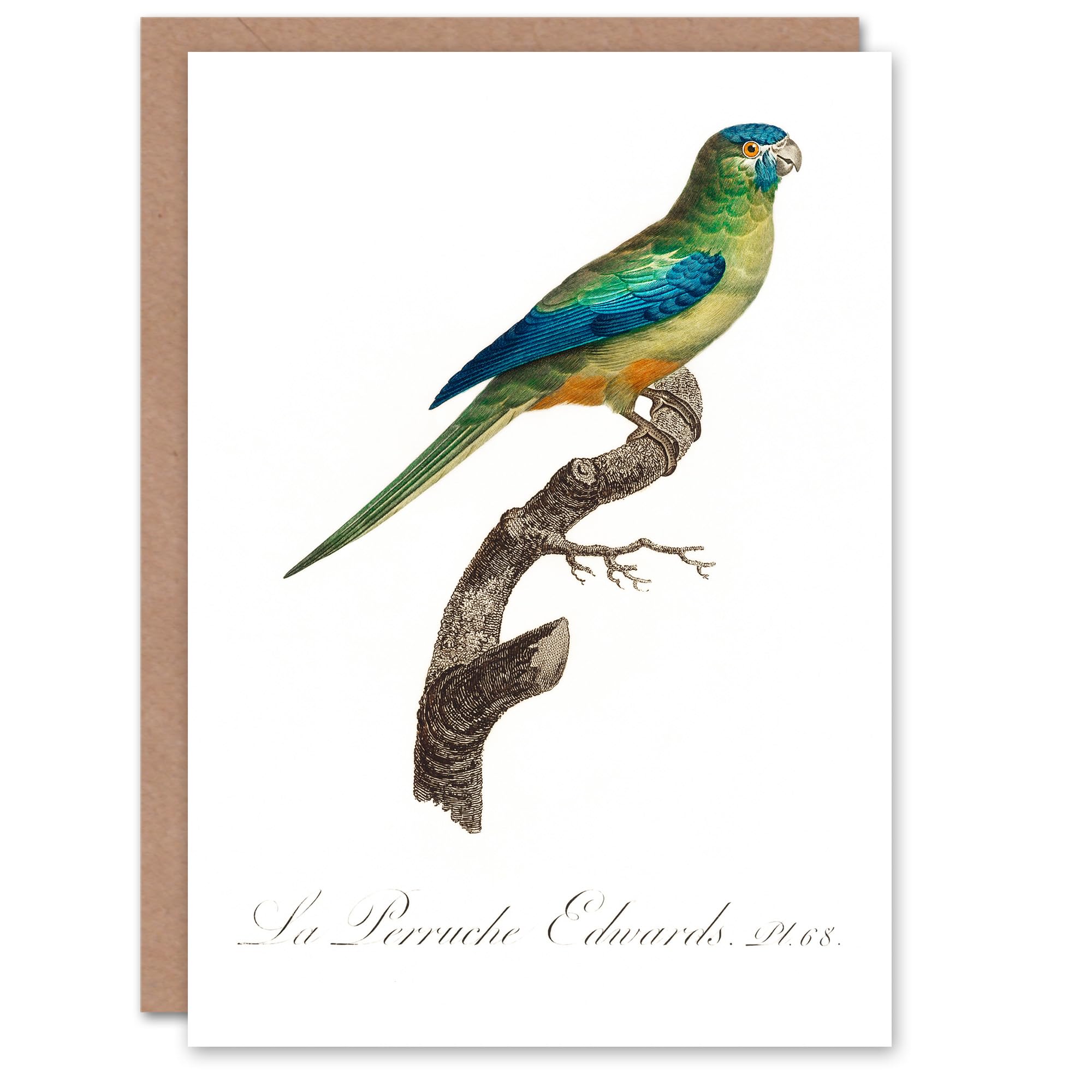 Artery8 Francois Levaillant Art Card Turquoise Ground Parakeet