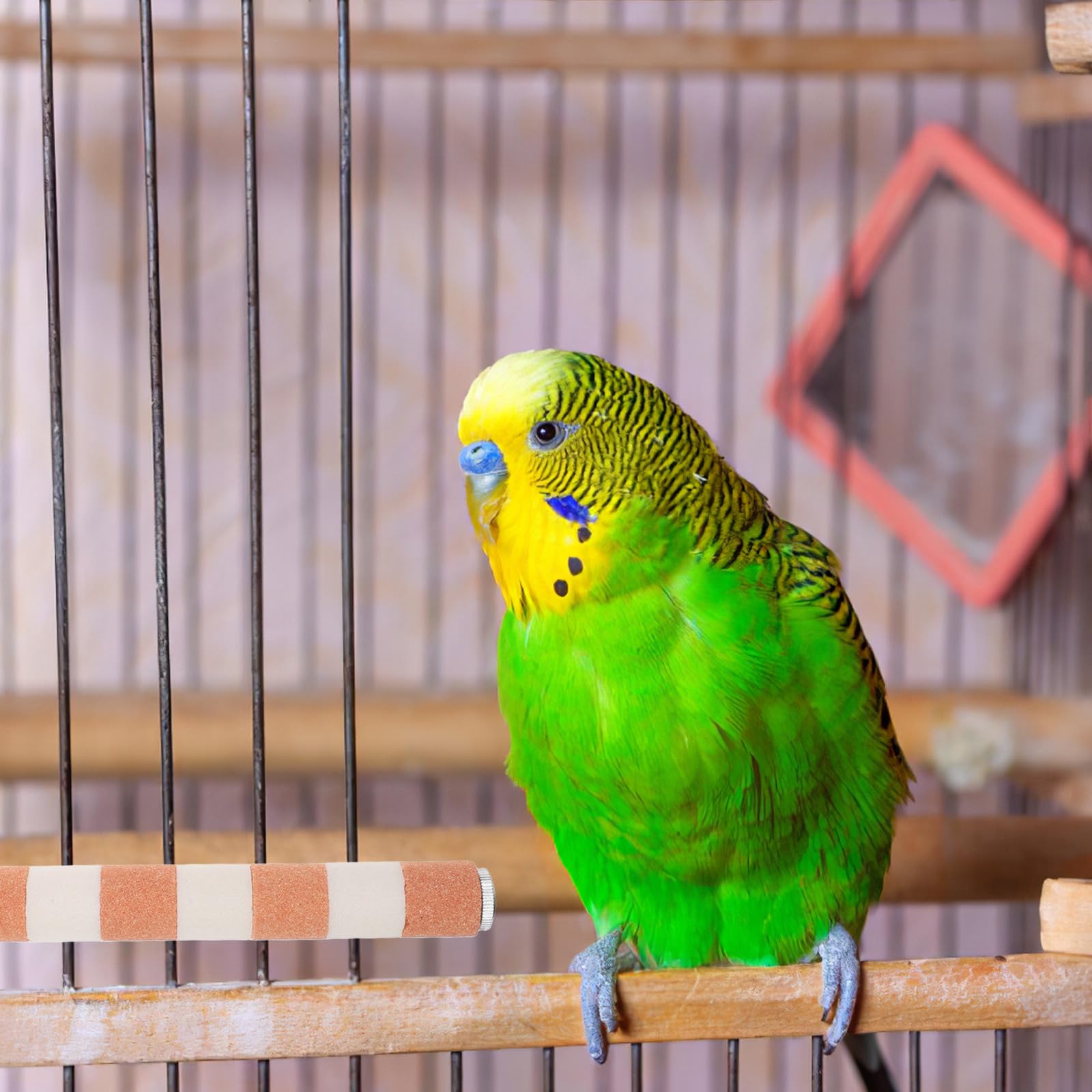 DOITOOL 4 Piezas de Percha para pájaros, Soporte para Loros, Palo para Pata de Loro, Juguete para Masticar, Jaula, Accesorios para cacatúas, cotorras, Suministros