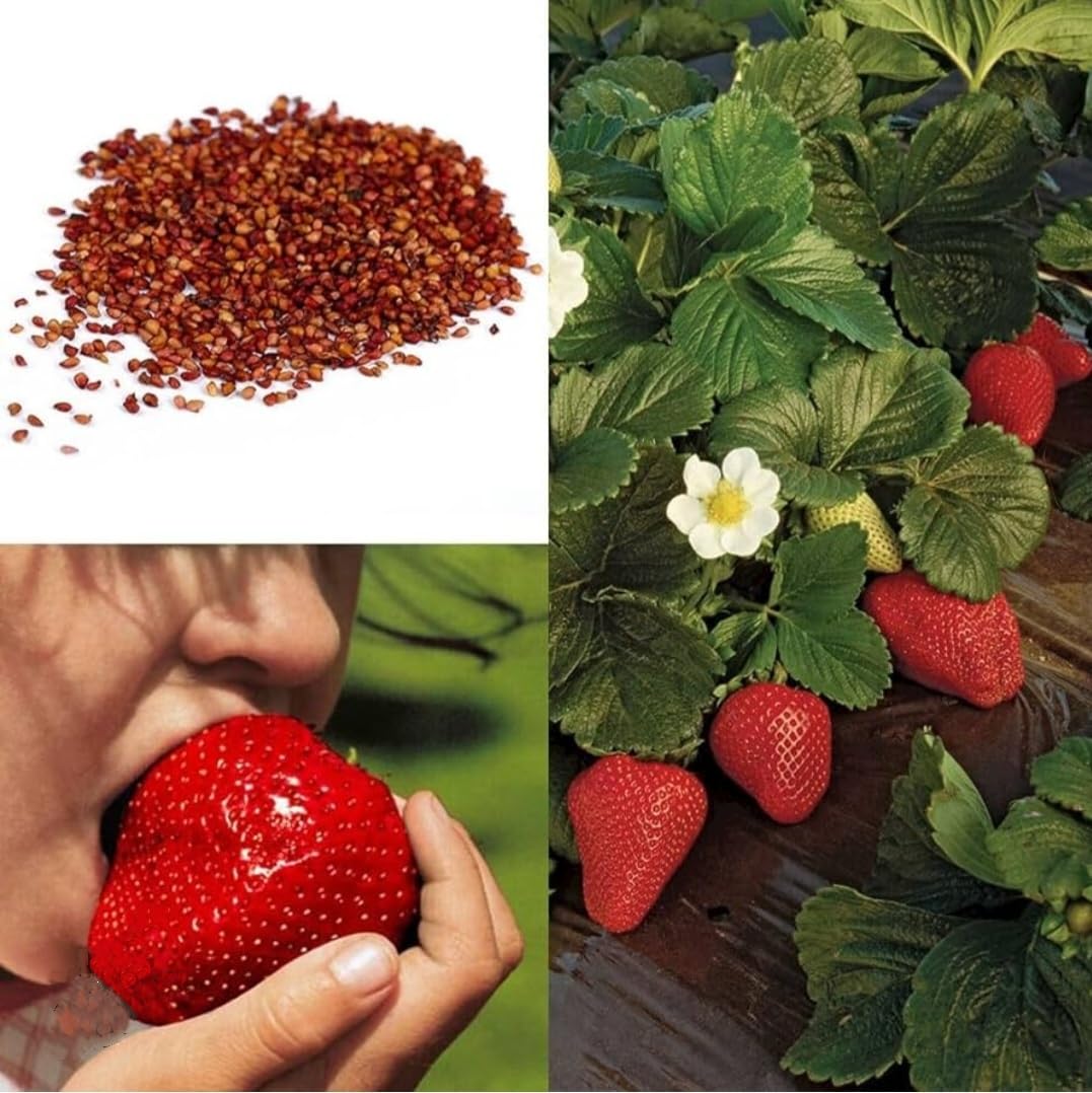 bulk poppy seeds for planting Bulk Poppy Seeds main image 0