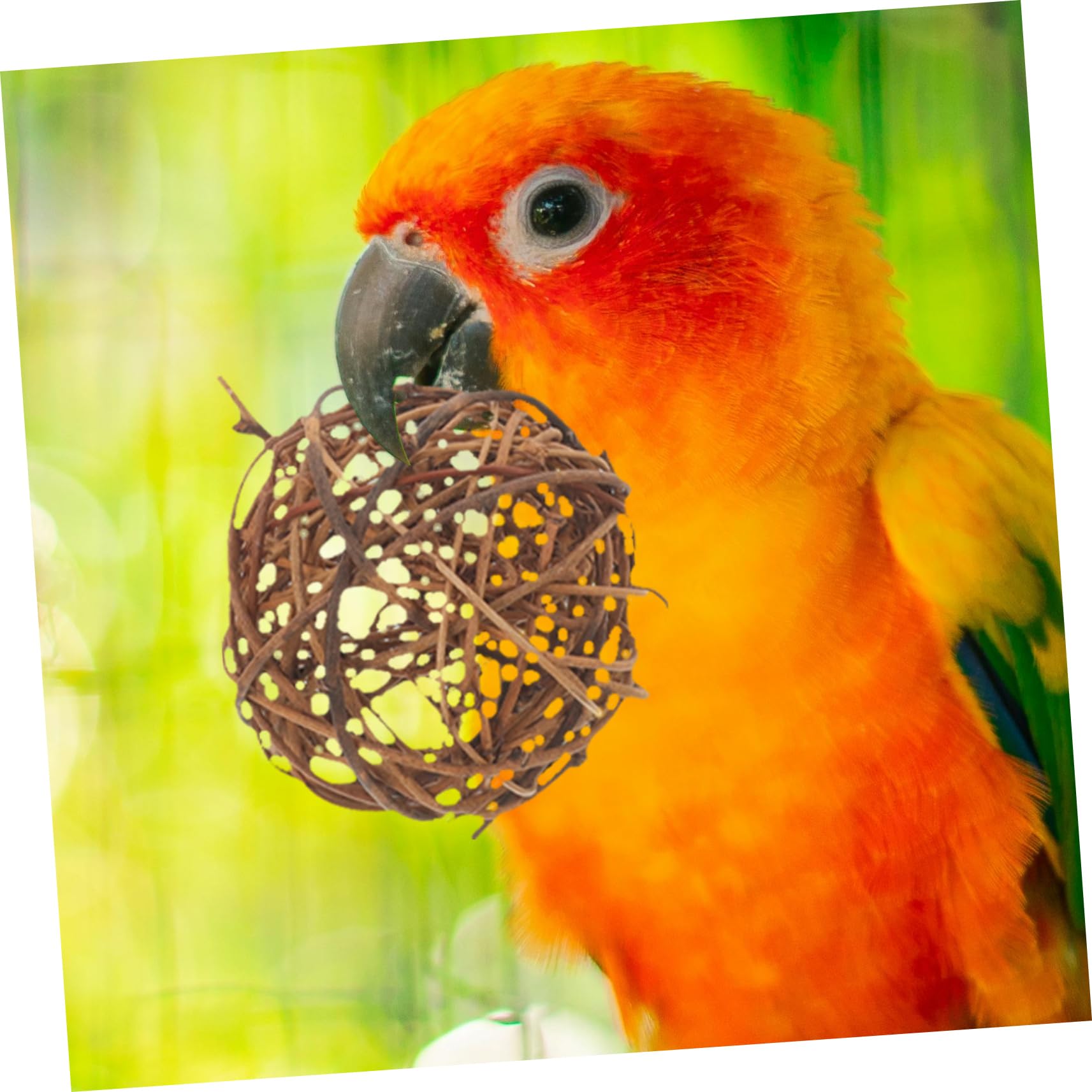 Toddmomy 36pièces Jouets à Mâcher pour Oiseaux De Balles à pour Perroquets Cages Et Petits Animaux Jouets Rotin Et pour Oiseaux De Compagnie
