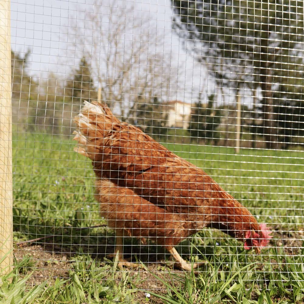 Oxeo Grillage à Poule 30m Haut 1m - Acier galvanisé à Chaud – Maille 16x16mm - Filet de clôture pour poulailler - Epaisseur Fil 0,8mm