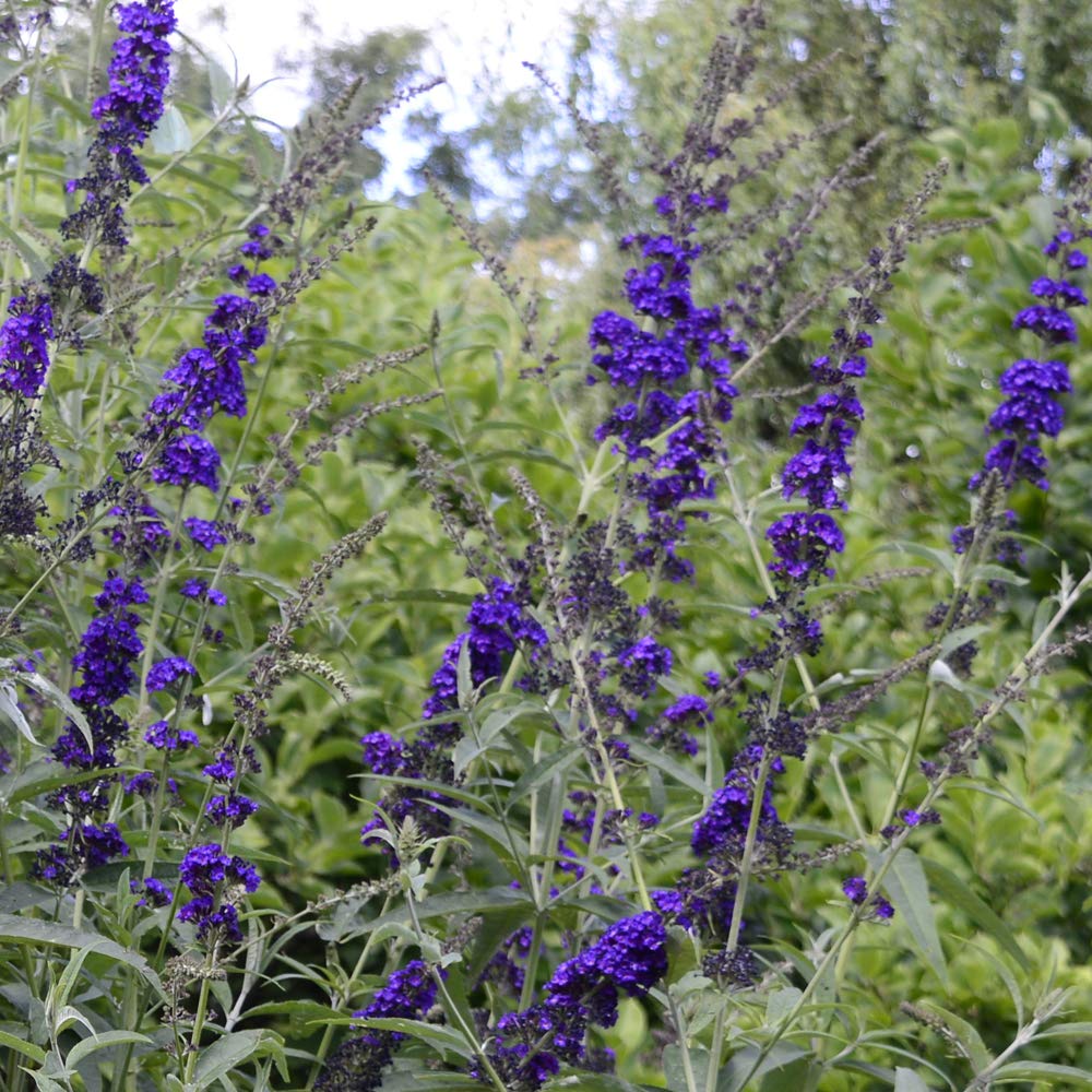 Thompson & Morgan Hardy Shrub Buddleia ‘Black Knight’ Flowering Butterfly Bush, Dwarf Potted Garden Plants Ideal for Cottage Gardens, Walls, Fences, Patio and Containers (3 x 3.5 Litre Pot)