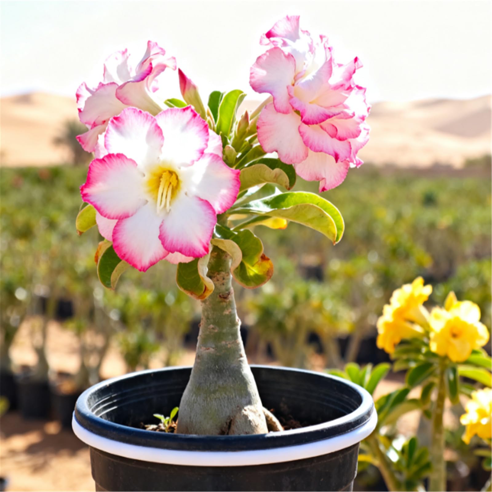 25 Deer-Resistant Plants Your Garden Needs, image size:1600x1600