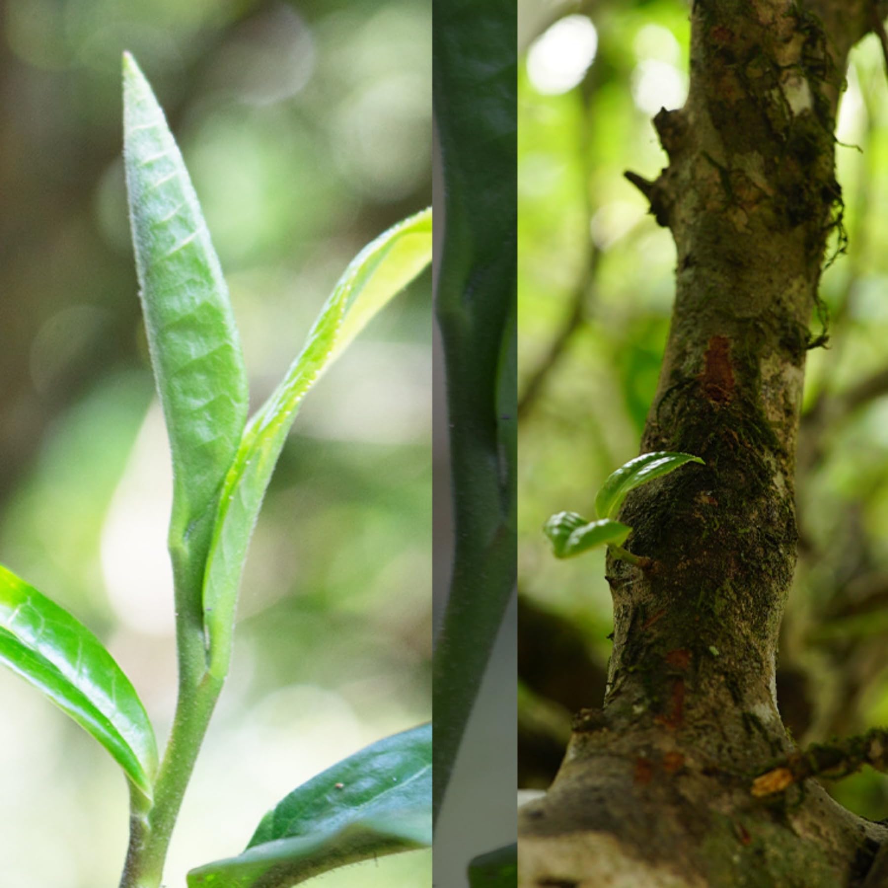 Yunnan Biała Herbata, 1000g / 35,27 Uncji Herbaty Wysokogórskiej, Starożytna Biała Herbata Z Drzewa, Ciesz Się Naturalnym Smakiem