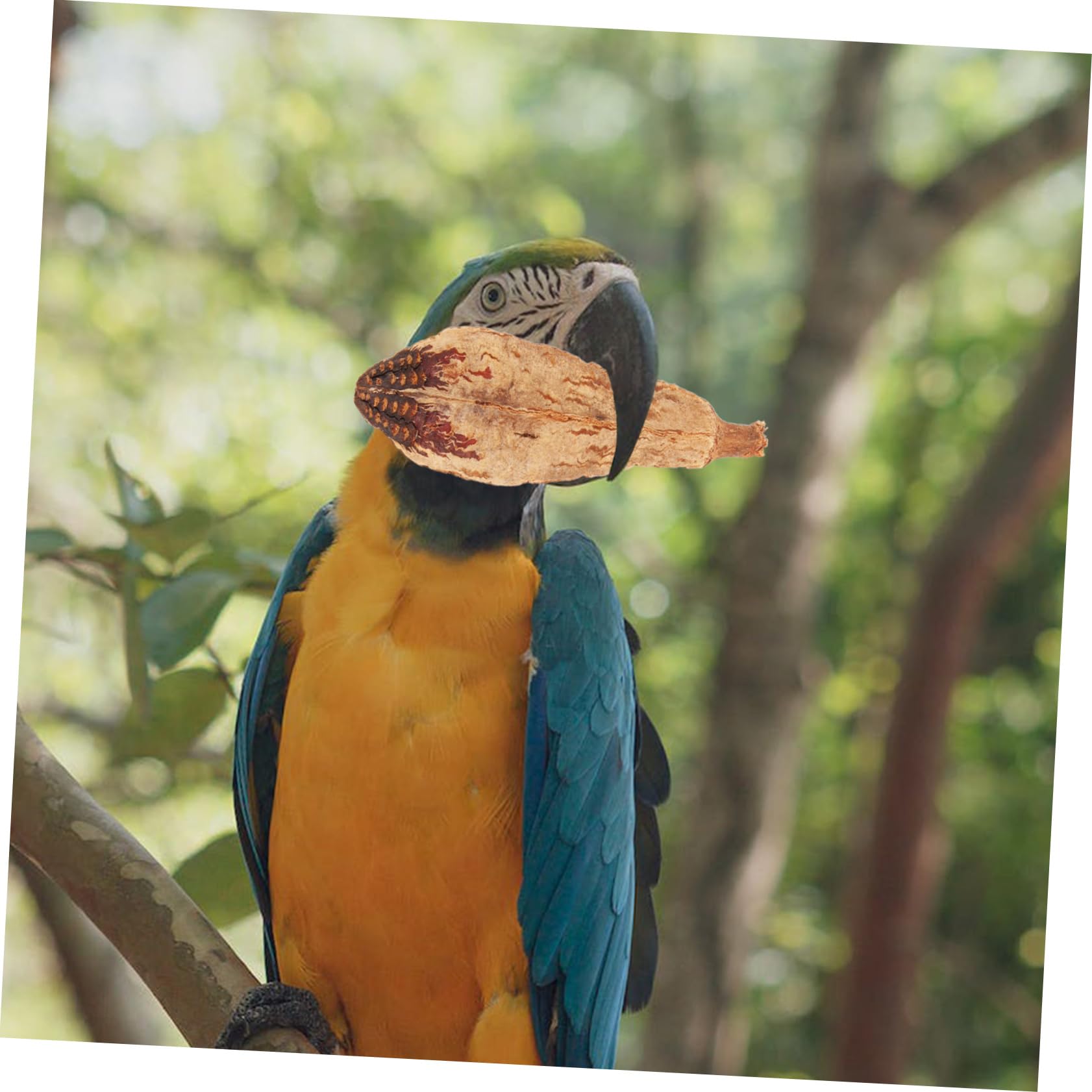 FRCOLOR 20pezzi Giocattoli Per Uccelli Da Foraggiare Naturale Giochi Per Pappagalli Accessori Per Cage La Noia e Stimola Naturale Dei Pappagalli